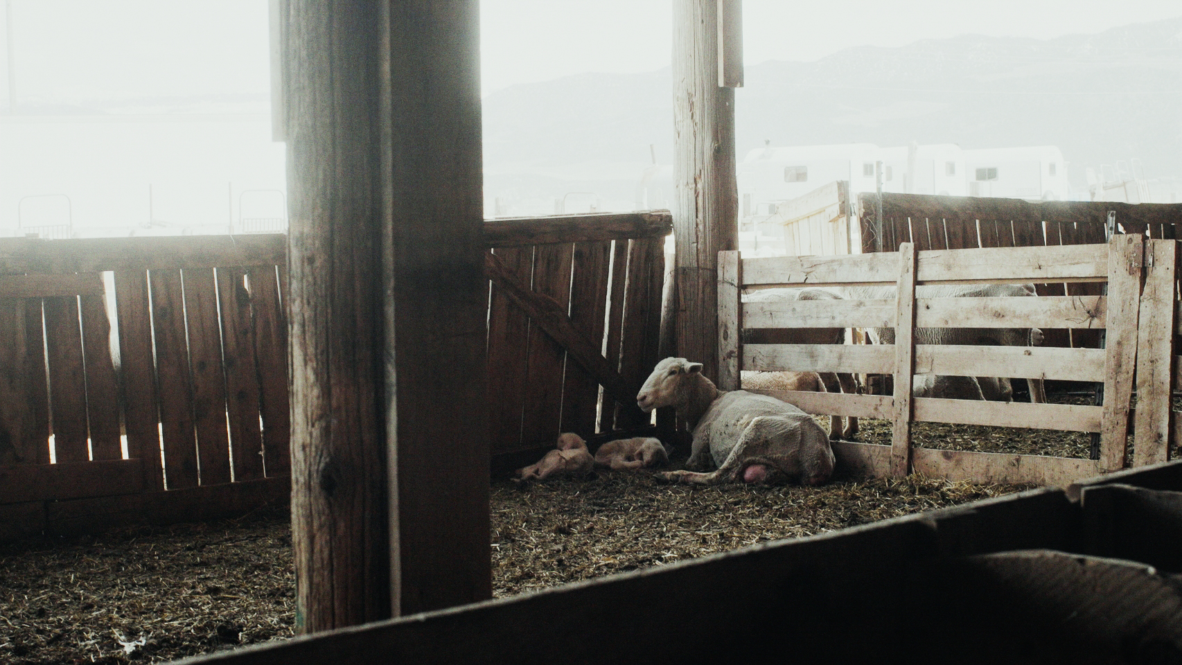 Sheep and newborn lambs resting in a barn